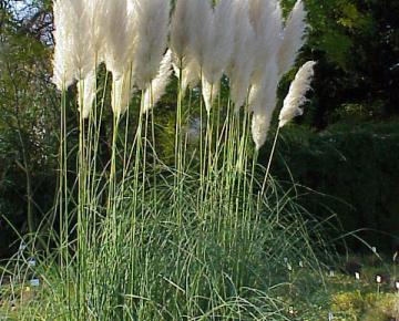 Cortaderia selloana 3l.