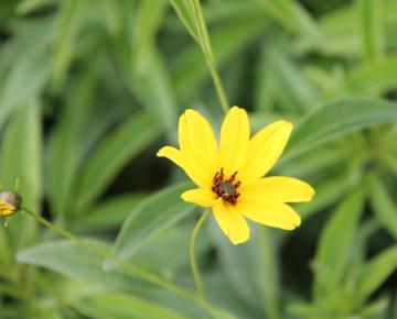 Coreopsis tripteris