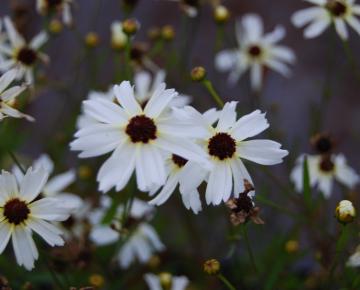 Coreopsis verticillata 'Fools Gold'