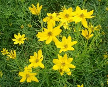 Coreopsis verticillata 'Grandiflora'