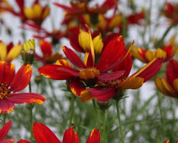 Coreopsis verticillata 'Ladybird'