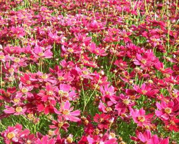 Coreopsis verticilata 'Ruby Red'