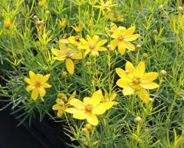 Coreopsis verticillata 'Zagreb'