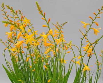Crocosmia  'Buttercup'
