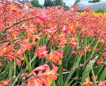 Crocosmia 'Carmine Brillant'