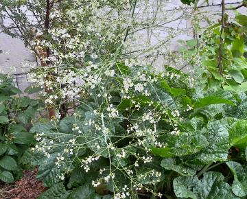 Crambe cordifolia