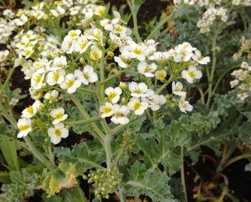 Crambe maritima