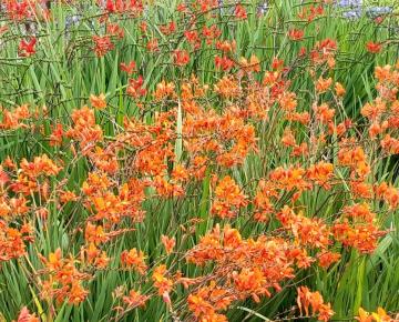 Crocosmia masoniorum