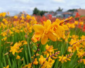 Crocosmia x crocosmiiflora 'Norwich Canary'