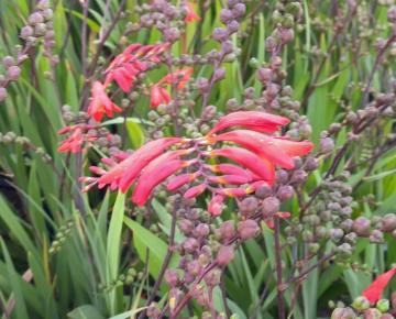 Crocosmia 'Red King'