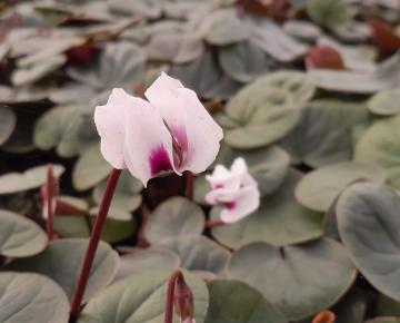 Cyclamen coum 'Album'