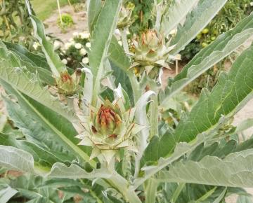 Cynara cardunculus