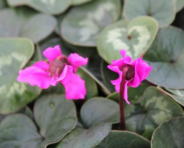 Cyclamen coum
