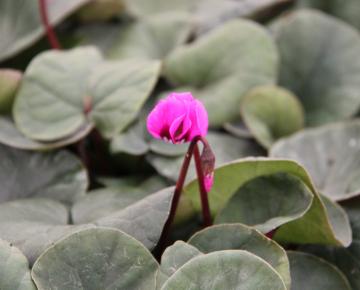 Cyclamen coum 'Ruby Star'