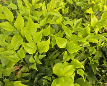 Cyrtomium devexiscapulae