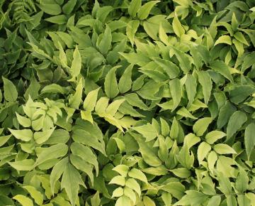 Cyrtomium fortunei 'Cliviocola'