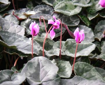 Cyclamen hederifolium 'Rosenteppich'