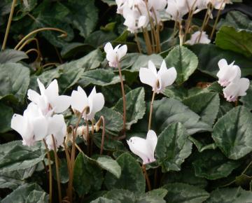 Cyclamen hederifolium 'White Pearls'