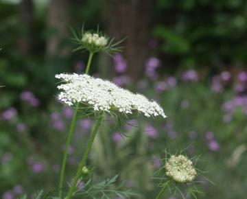 Daucus carota