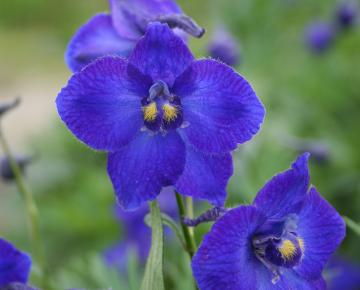 Delphinium belladonna 'Atlantis'