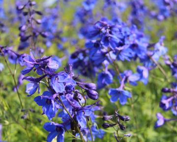 Delphinium belladonna 'Bellamosum'