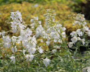 Delphinium belladonna 'Casa Blanca'