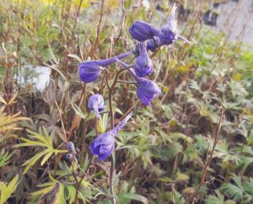 Delphinium belladonna 'Kleine Nachtmuzik'