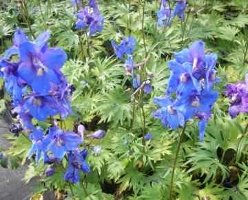 Delphinium belladonna 'Piccolo'