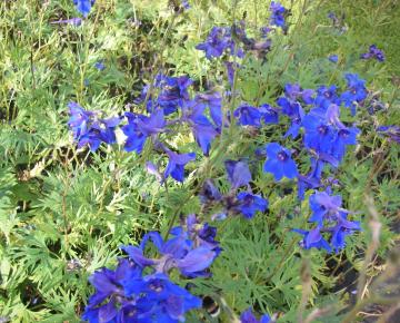 Delphinium belladonna 'Völkerfrieden'