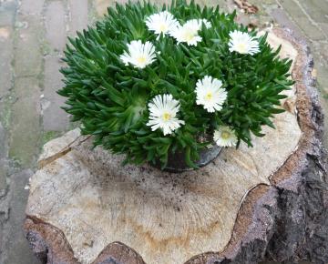 Delosperma congestum 'Album'
