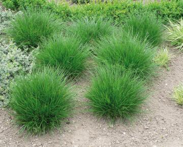 Deschampsia cespitosa