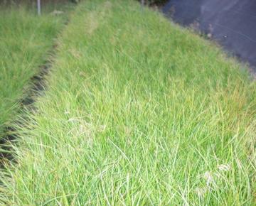 Deschampsia cespitosa 'Goldtau'