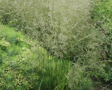 Deschampsia cespitosa 'Tardiflora'