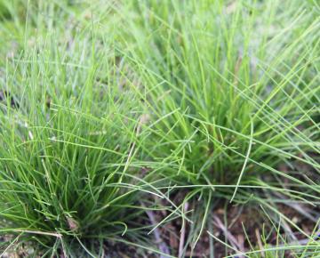 Deschampsia flexuosa