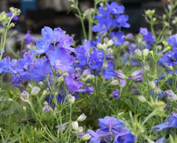 Delphinium grandiflorum 'Blauer Zwerg'