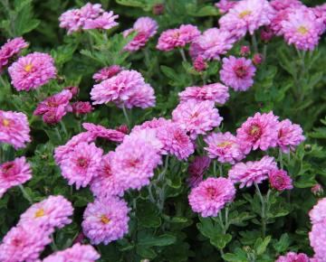 Dendranthema indicum (x) 'Anastasia' (Chrysanthemum)