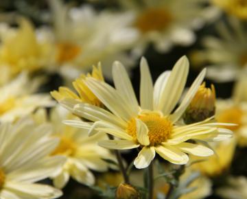 Dendranthema indicum (x) 'Lichtkuppel'