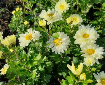 Dendranthema indicum (x) 'Poesie' (Chrysanthemum)