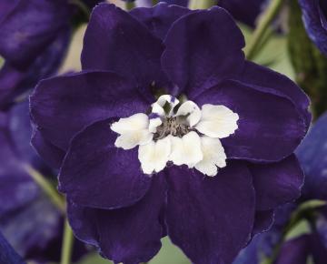 Delphinium magic fountains 'Dark Blue-White Bee'