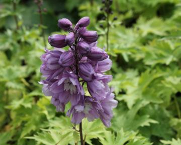 Delphinium magic fountains 'Deep Rose-White Bee'