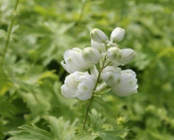 Delphinium magic fountains 'White'