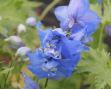 Delphinium pacific 'Blue Bird'