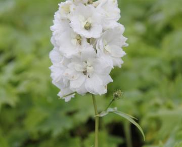 Delphinium pacific 'Galahad'