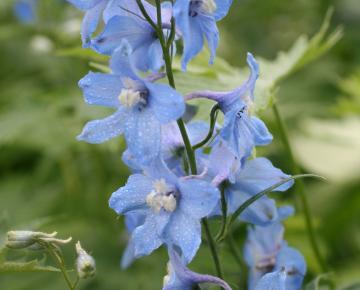 Delphinium pacific 'Summer Skies'