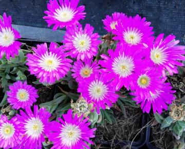 Delosperma sutherlandii