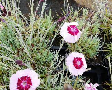 Dianthus allwoodii
