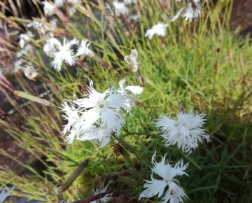 Dianthus arenarius
