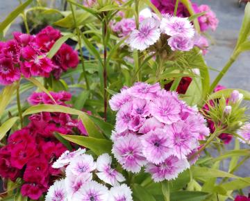 Dianthus barbatus 'Indianer Teppich'
