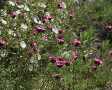 Dianthus carthusianorum