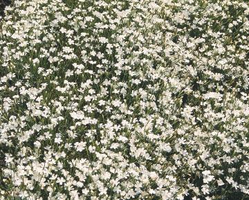 Dianthus deltoides 'Albiflorus'